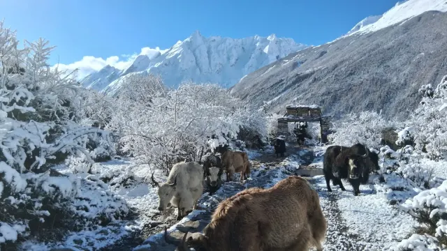 Manaslu Circuit Solo Trekking 2026: New Permit Rule & Cost