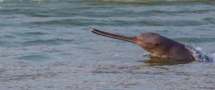 Dolphin Watching - Nepal