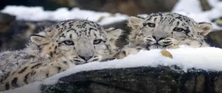 Snow Leopard Trek in Dolpo