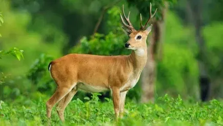 Suklaphanta National Park (Safari)