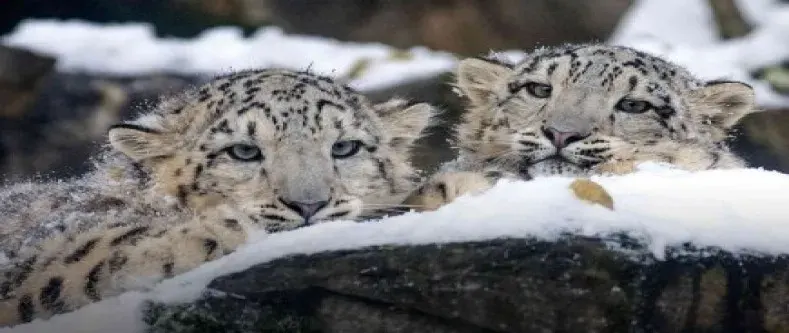 Snow Leopard Trek in Dolpo