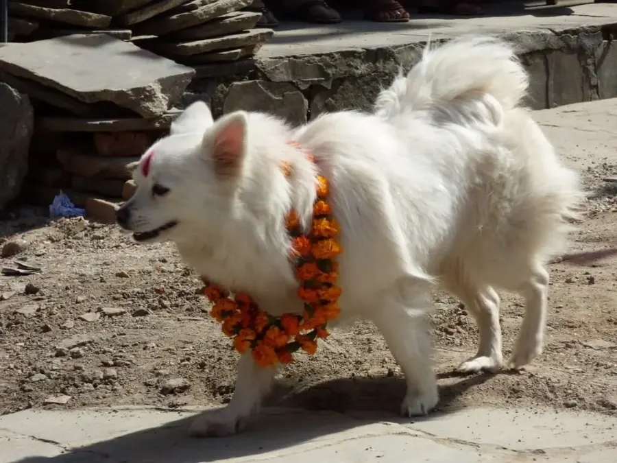 celebrating kukur tihar