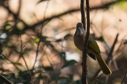 Mountain Bulbul - Shivapuri