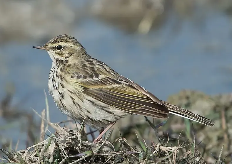 Rosy Pipit Langtang
