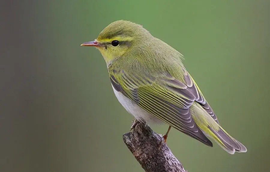 Wood Warbler Koshi Tappu reserve