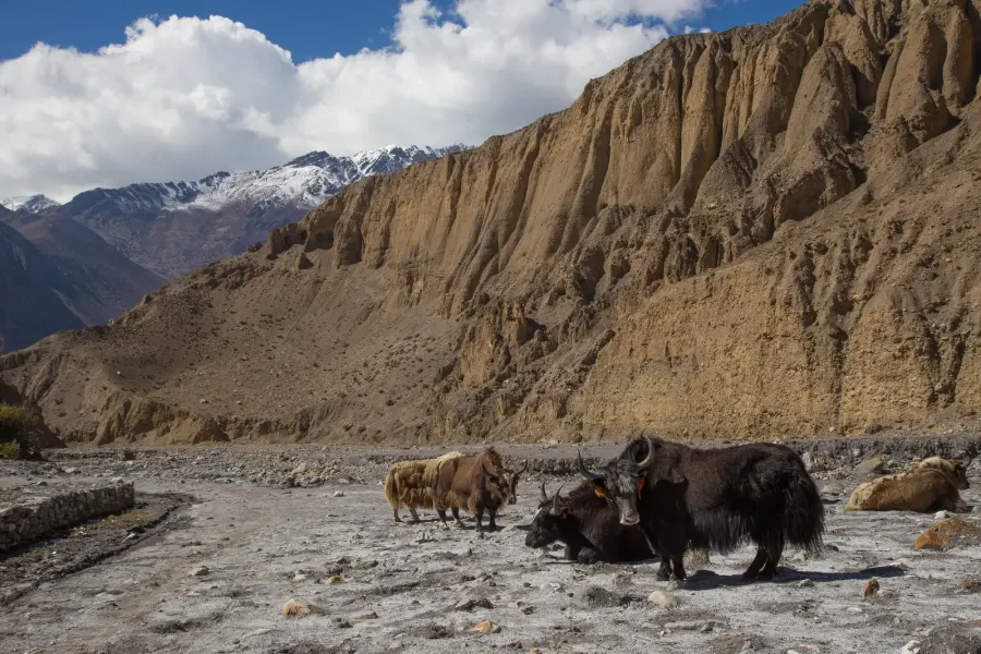 Views at Jomsom-Muktinath trek