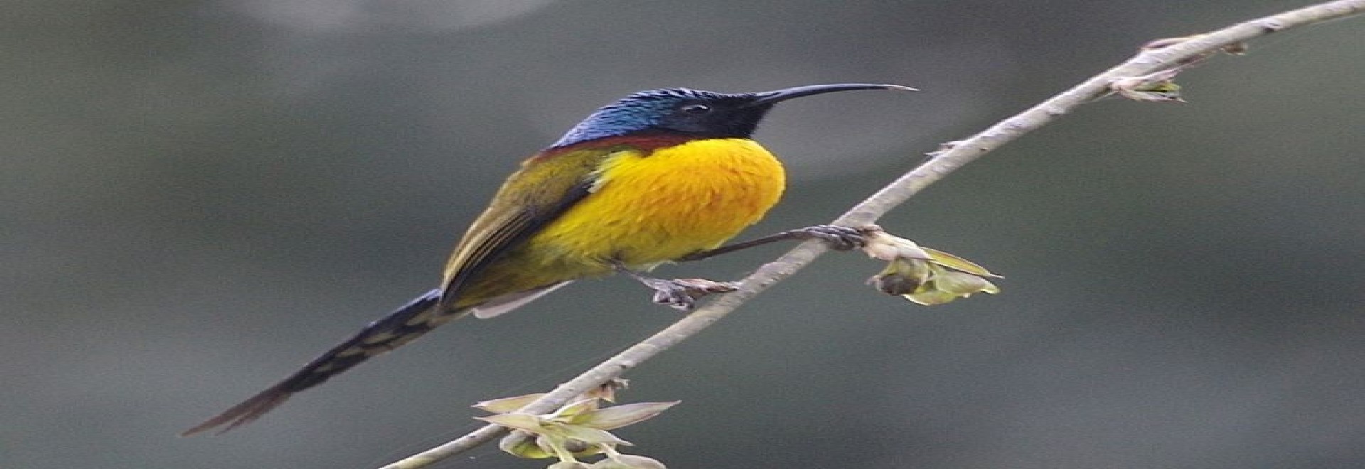 Bird watching destinations in Nepal