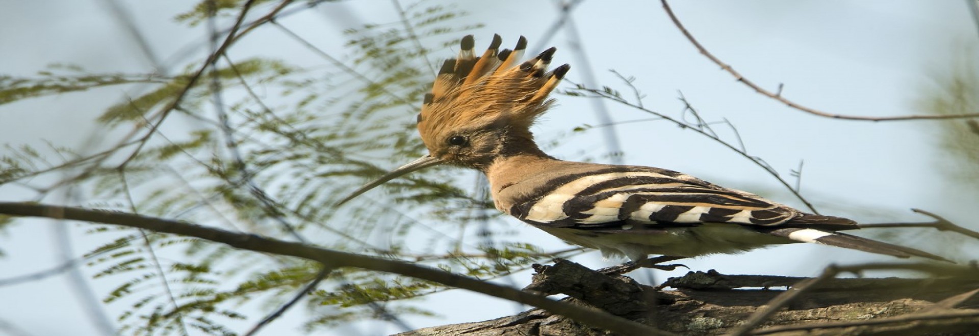 Jungle Safari Destinations in Nepal