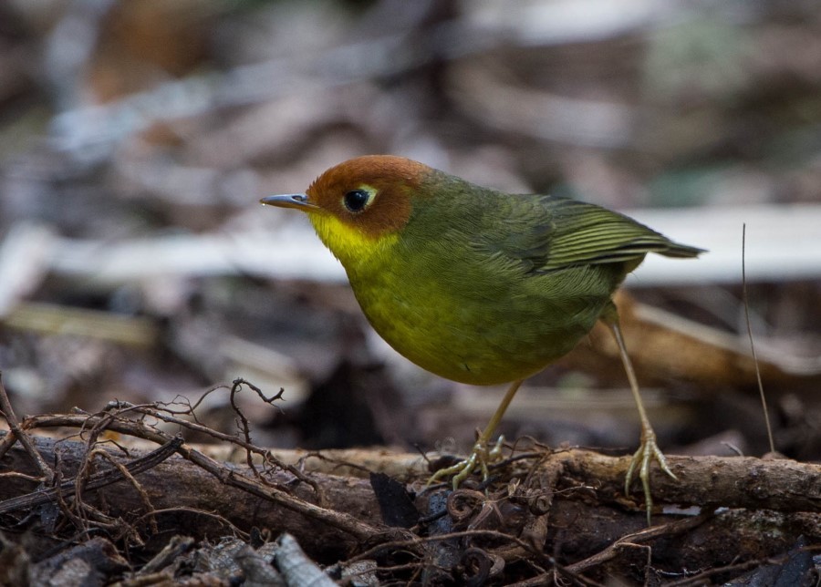 Chestnut headed Tesia