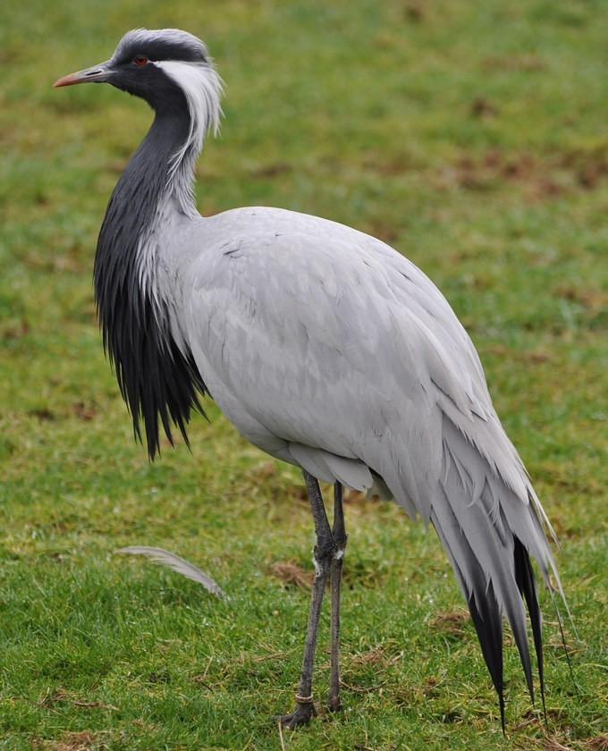 Demoiselle crane Annapurna