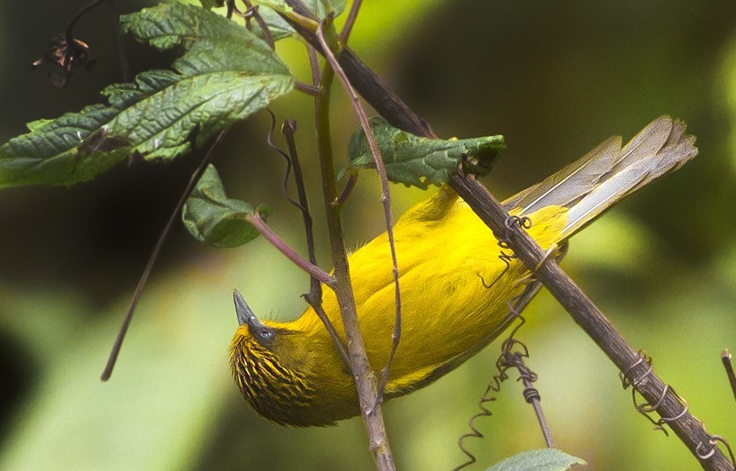Golden Babbler Annapurna region