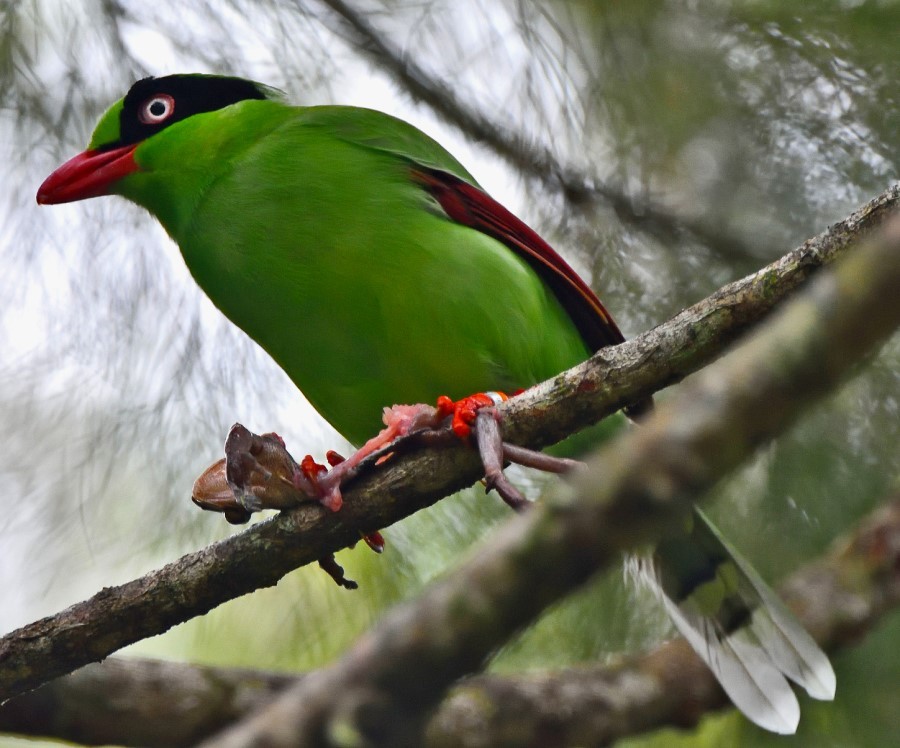 Green Magpie Chitwan
