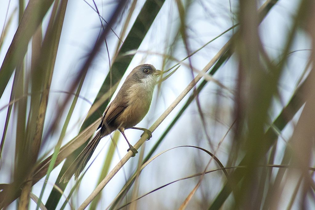 Jerdon's Babbler Bardiya