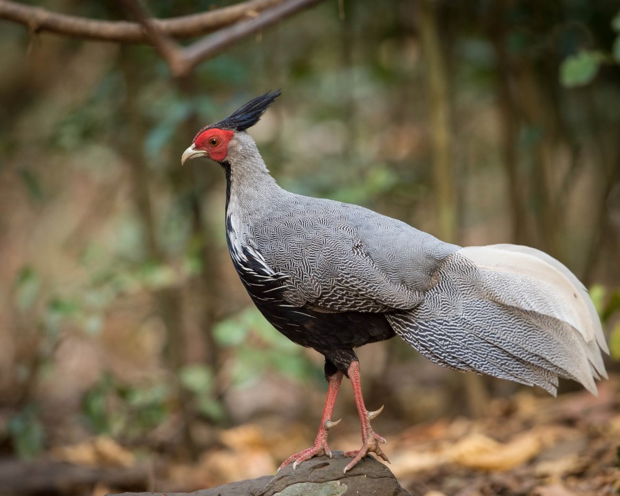 Kalij Pheasant Shivapuri