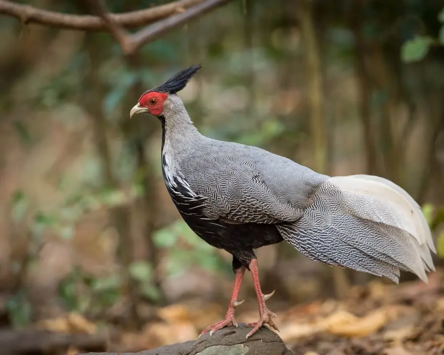 Kalij Pheasant Shivapuri