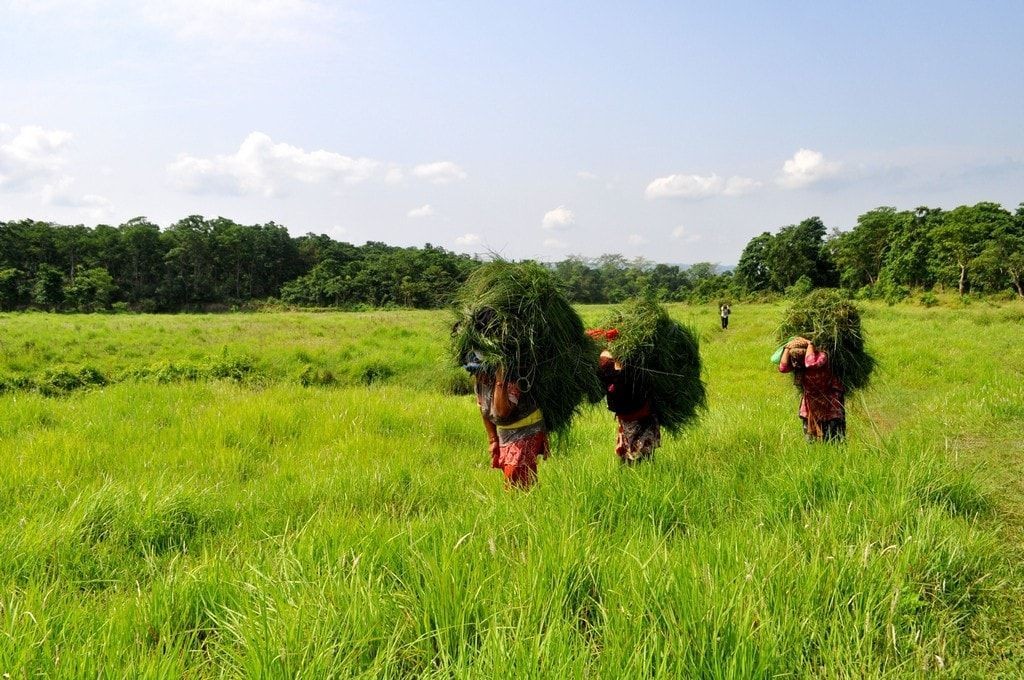 Koshi Tappu Wildlife Reserve