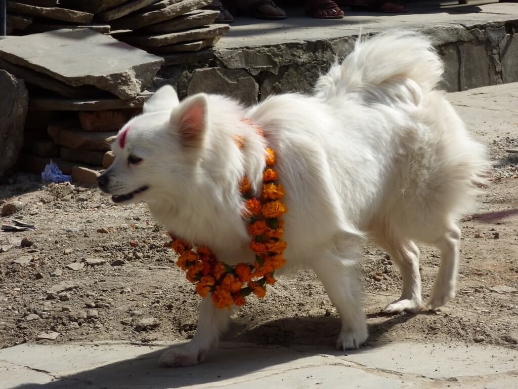 celebrating kukur tihar