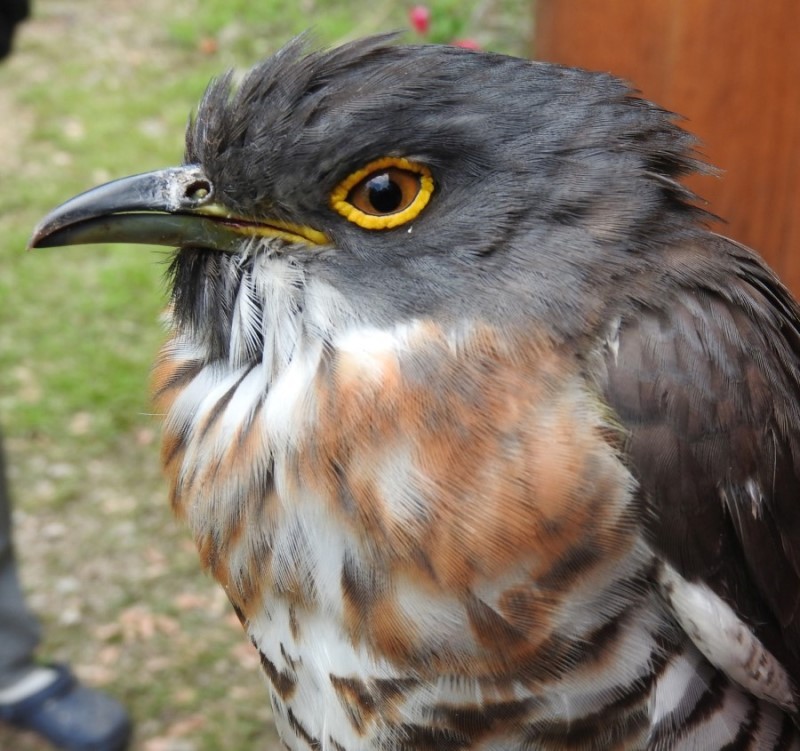Large hawk cuckoo Nagarjuna