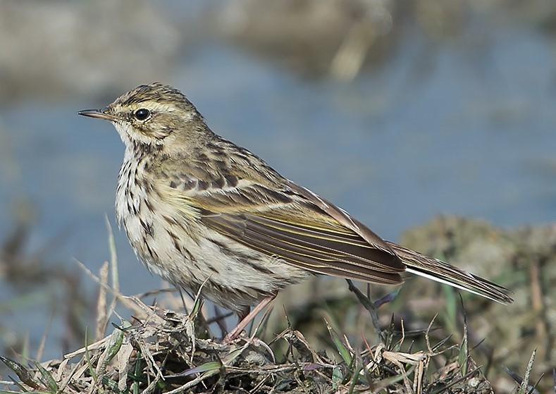 Rosy Pipit Langtang