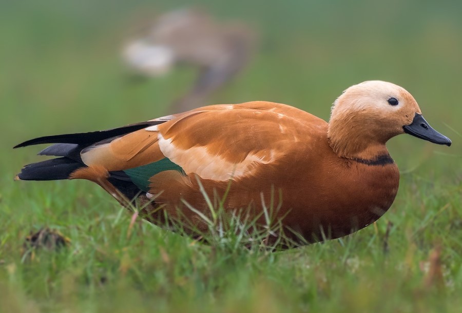 Ruddy Shelduck Taudaha