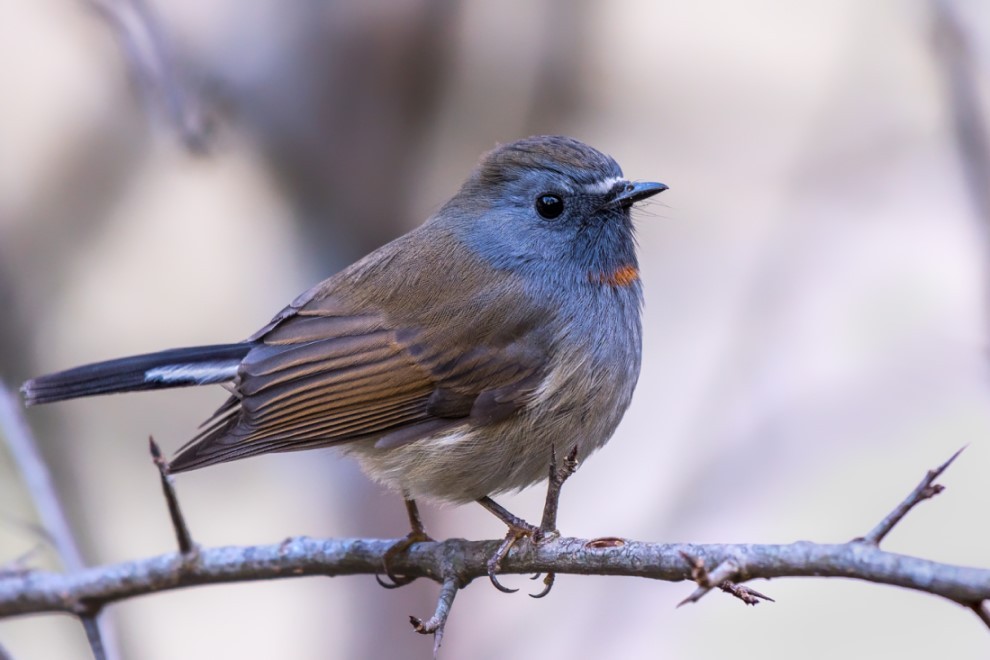 Rufous gorgeted flycatcher Phulchoki