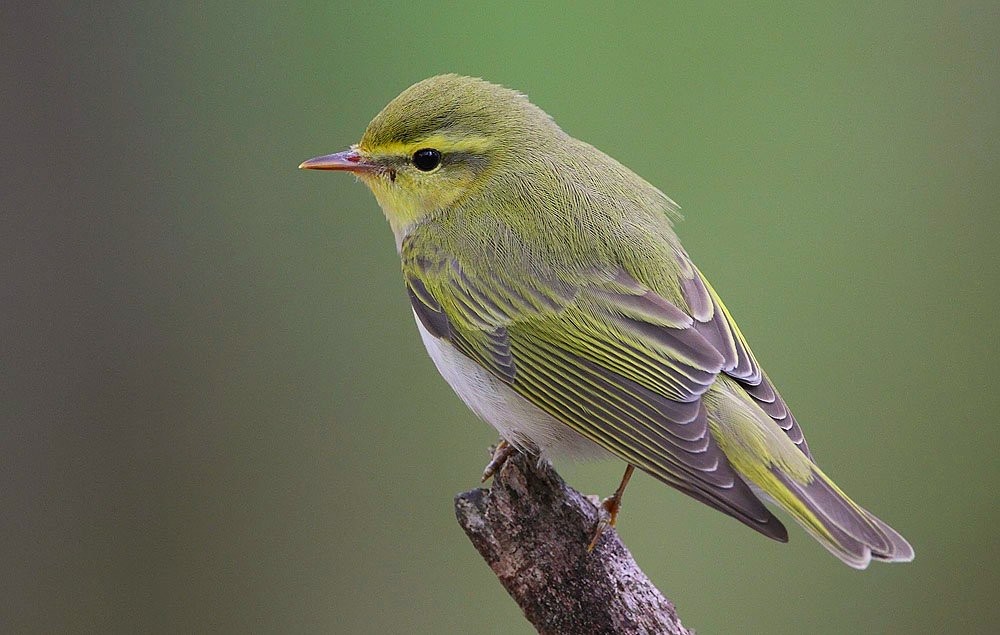 Wood Warbler Koshi Tappu reserve