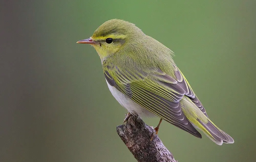Wood Warbler Koshi Tappu reserve