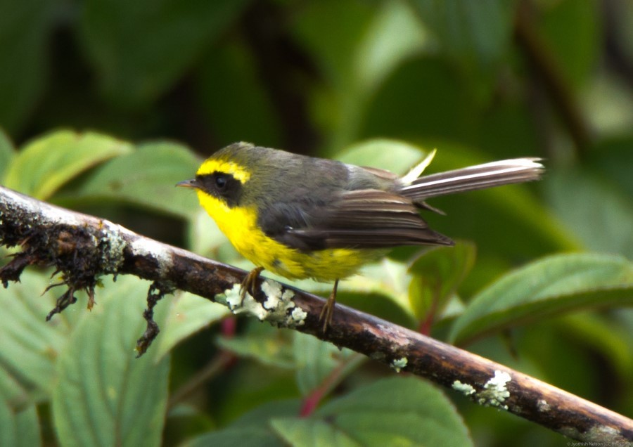 Yellow bellied Fantail Ranibari