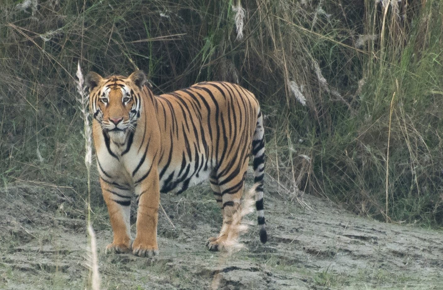 Tiger in the jungles