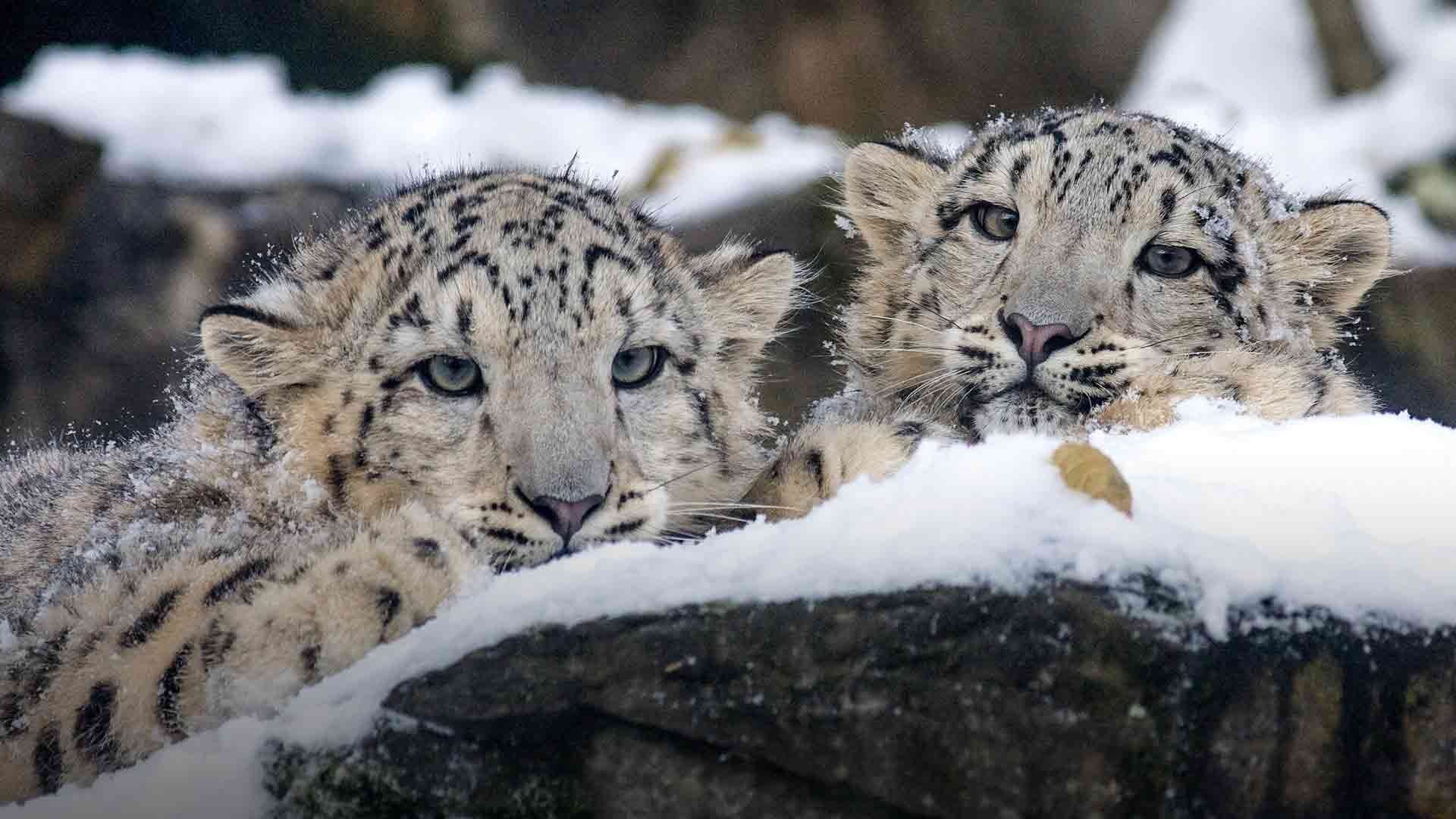 Snow Leopard Trek in Lower Dolpo