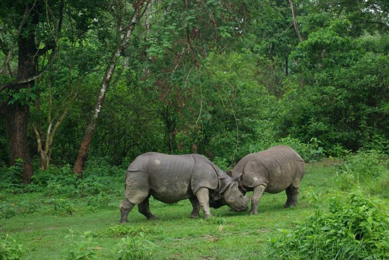 Chitwan National Park-Swotah Travel