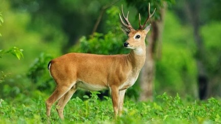Suklaphanta National Park (Safari)